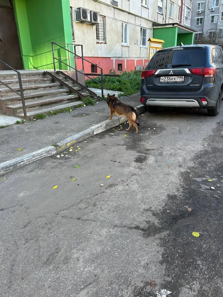 Found dog, овчарка in Bykovo — identification photo, lost & found pet database Pathfinder