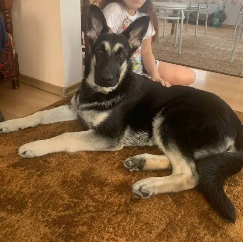 Lost cream dog, восточно-европейская овчарка in Stanovoe — identification photo, lost & found pet database Pathfinder