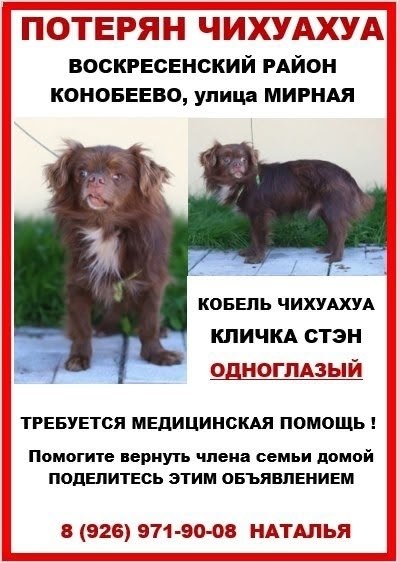 Lost brown dog, чихуахуа in Konobeevo — identification photo, lost & found pet database Pathfinder