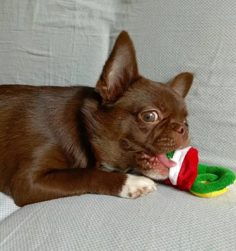 Lost brown dog, чихуахуа in Pushkino — identification photo, lost & found pet database Pathfinder