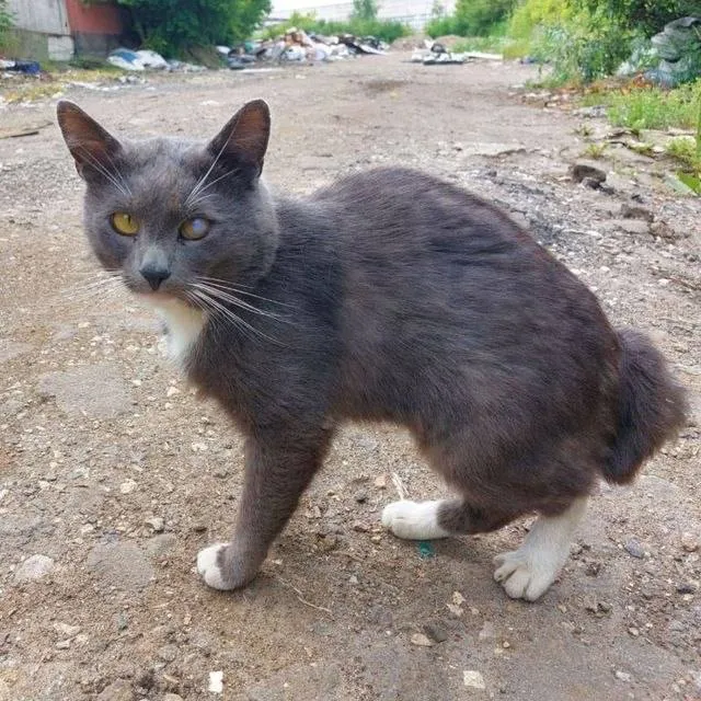 Lost gray cat in Golyanovo — identification photo, lost & found pet database Pathfinder