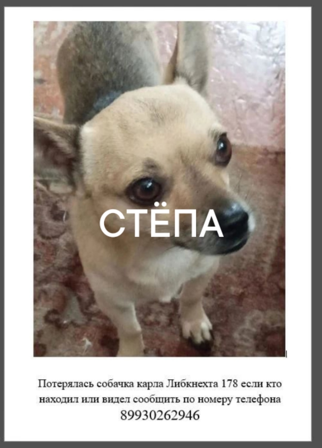 Lost fawn dog in Novosibirsk — identification photo, lost & found pet database Pathfinder