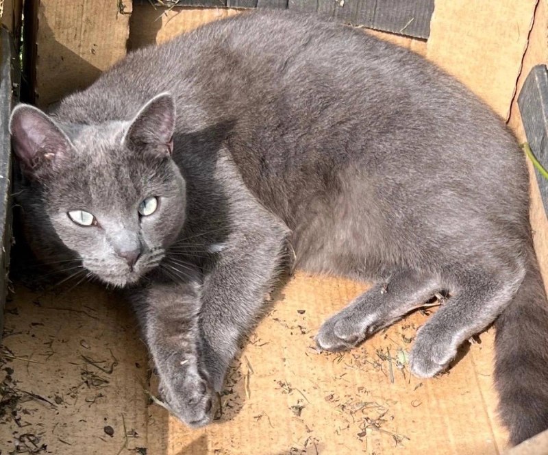 Lost cat in Kamenka — identification photo, lost & found pet database Pathfinder