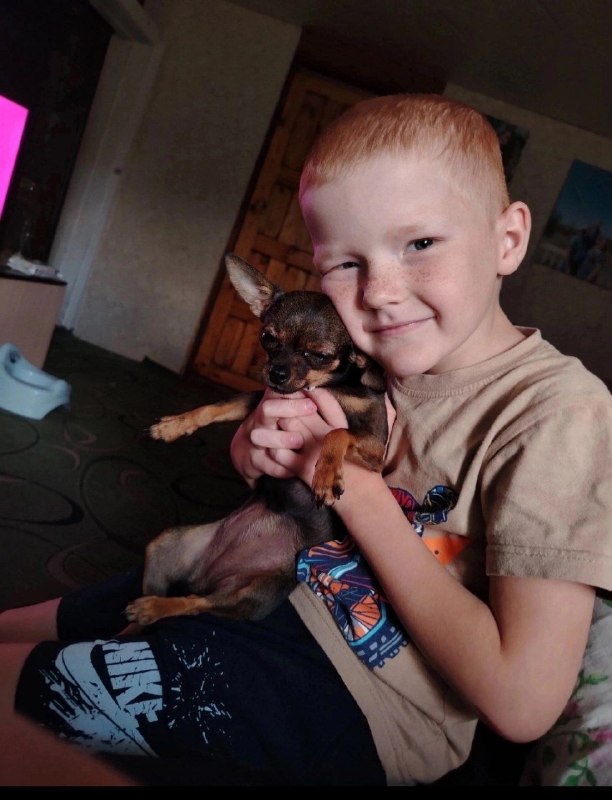 Lost brown dog in Volgograd — identification photo, lost & found pet database Pathfinder