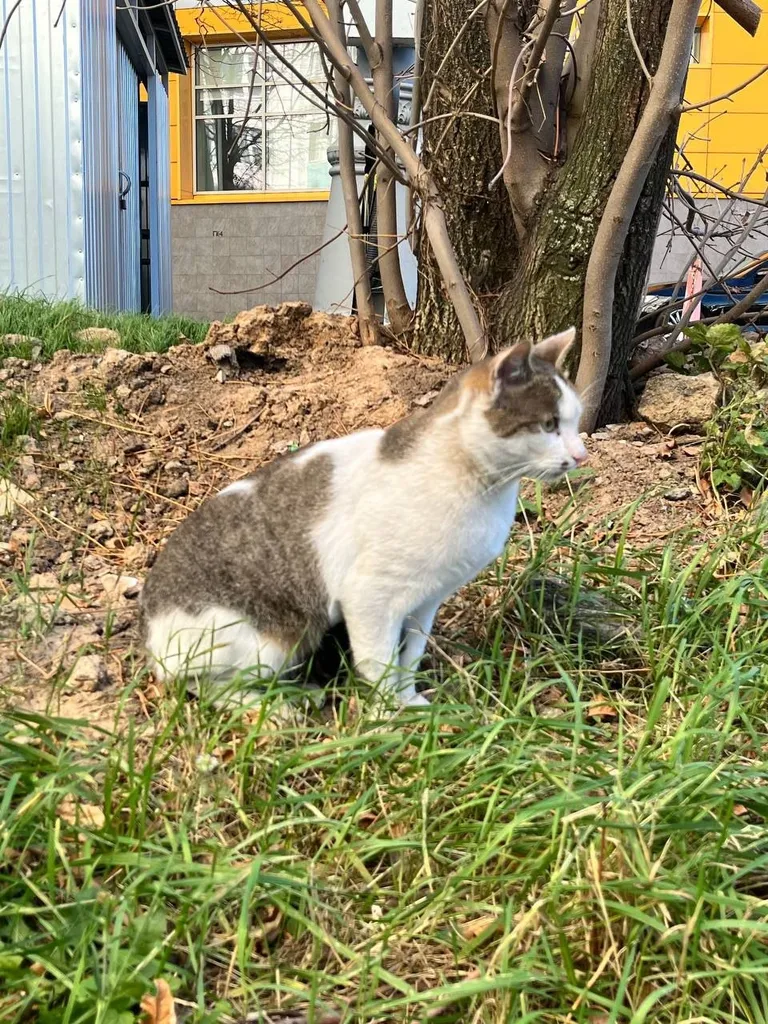 Found cat in Moscow — identification photo, lost & found pet database Pathfinder