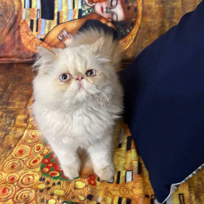 Lost cream cat, персидский in Saint Petersburg — identification photo, lost & found pet database Pathfinder