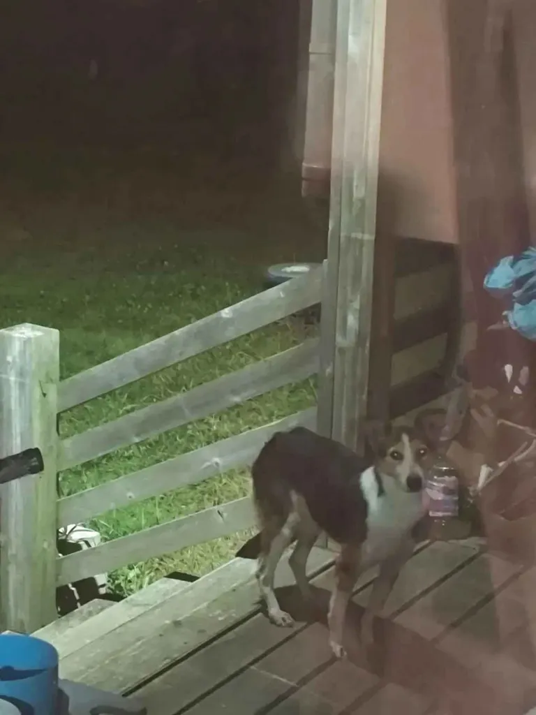 Found dog, дворняжка in Kubinka — identification photo, lost & found pet database Pathfinder