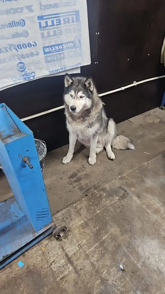 Lost dog, хаски in Balashikha — identification photo, lost & found pet database Pathfinder