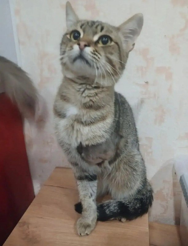 Adoptable brown cat in Volgograd — identification photo, lost & found pet database Pathfinder