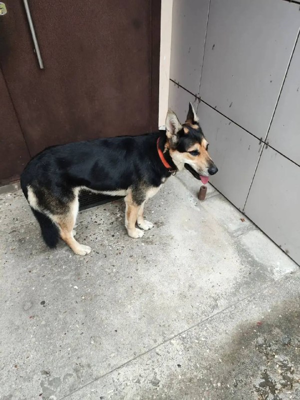 Found fawn dog in Odintsovskiy Rayon — identification photo, lost & found pet database Pathfinder