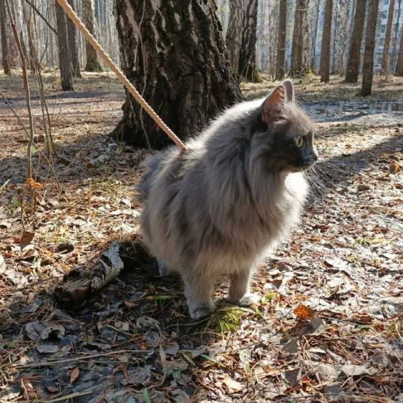 Lost gray cat in Severouralsk — identification photo, lost & found pet database Pathfinder