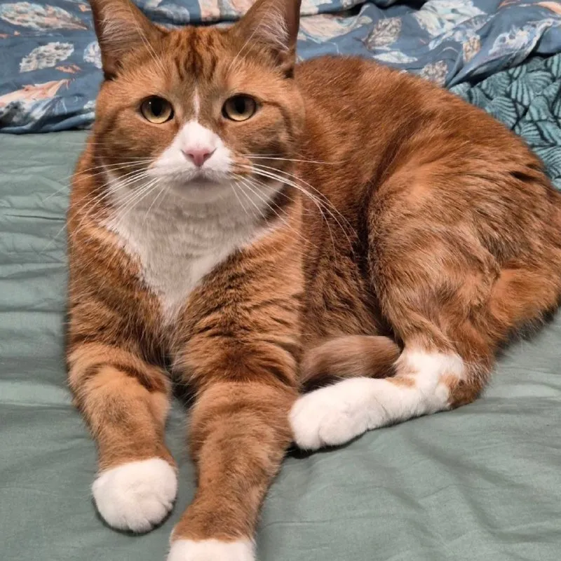 Lost cat in Gatchina — identification photo, lost & found pet database Pathfinder