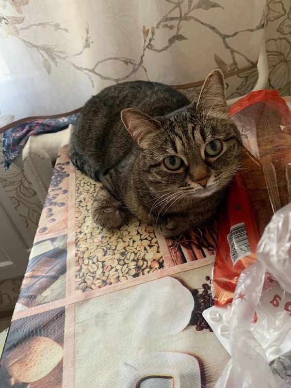 Lost cat in Verkhnyaya Pyshma — identification photo, lost & found pet database Pathfinder