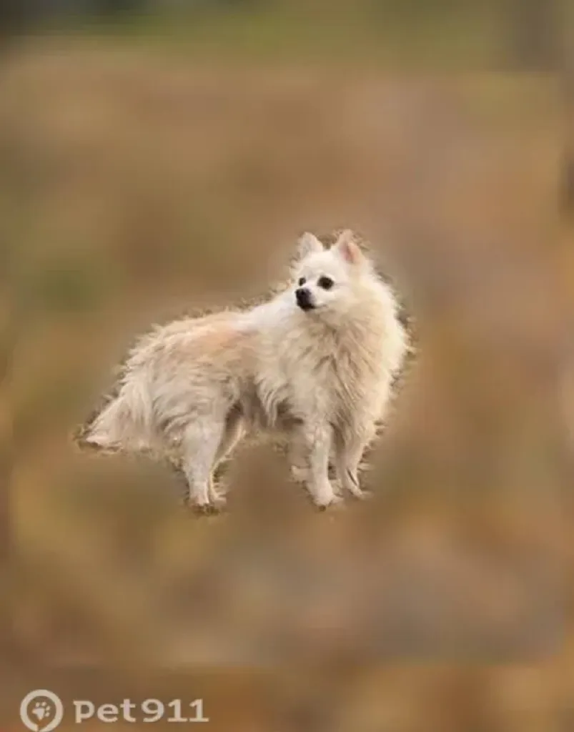 Found dog, шпиц in Khimki — identification photo, lost & found pet database Pathfinder