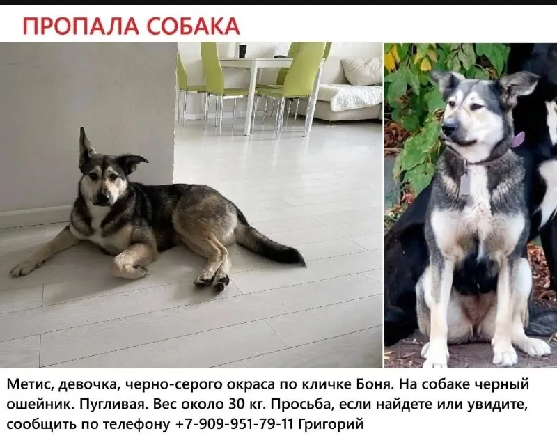 Lost white dog in Balashikha — identification photo, lost & found pet database Pathfinder