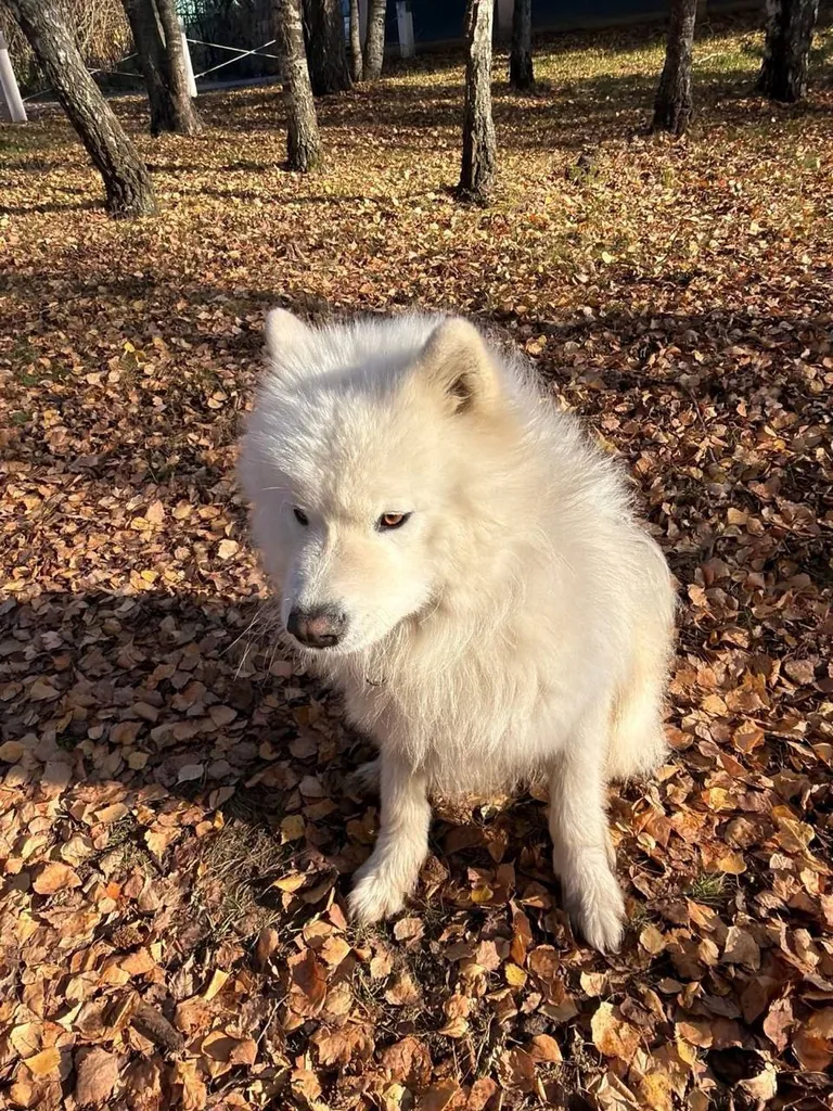 Found dog, самоед in Znamenskoe — identification photo, lost & found pet database Pathfinder