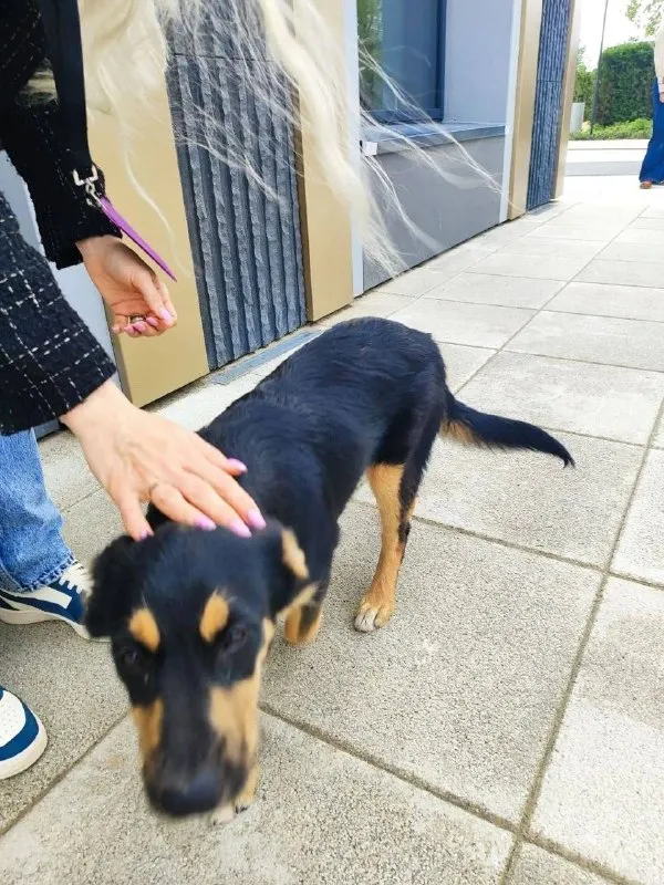Adoptable black dog in Moscow — identification photo, lost & found pet database Pathfinder