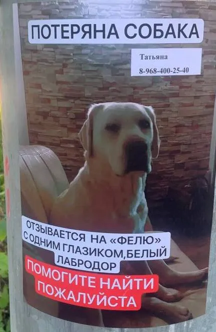 Lost dog, лабрадор in Shcherbinka — identification photo, lost & found pet database Pathfinder