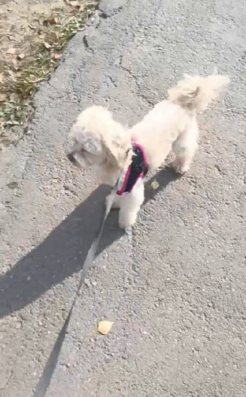Lost cream dog, мальтипу in Krasnogorsk — identification photo, lost & found pet database Pathfinder