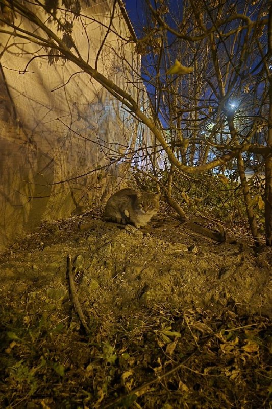 Found cat in Yekaterinburg — identification photo, lost & found pet database Pathfinder