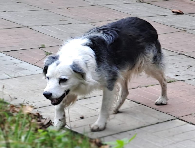 Found white dog in Udelnaya — identification photo, lost & found pet database Pathfinder