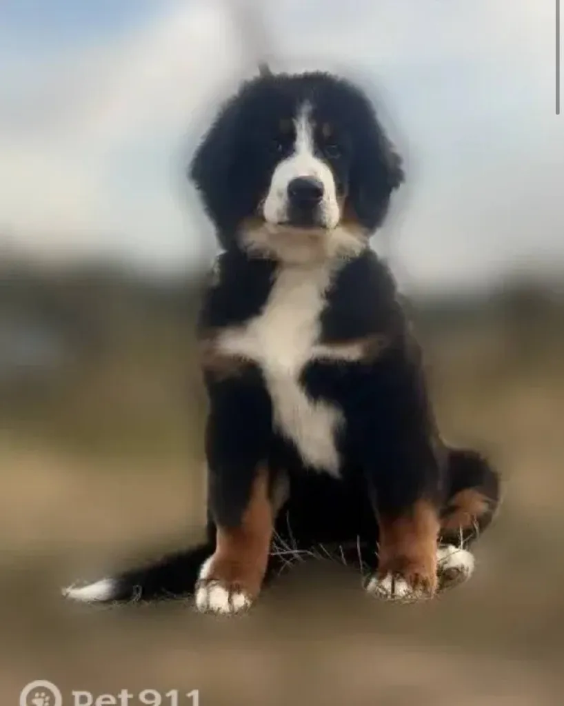 Lost dog, зенненхунд in Yudino — identification photo, lost & found pet database Pathfinder