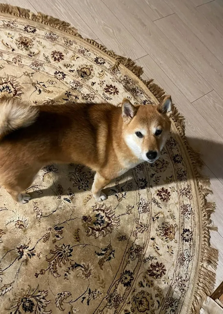 Lost dog, сиба-ину in Kiyasovo — identification photo, lost & found pet database Pathfinder