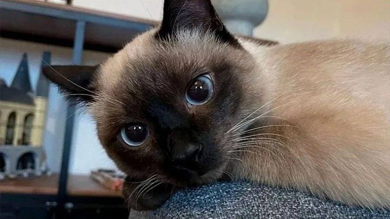 Lost cat, тайская in Yekaterinburg — identification photo, lost & found pet database Pathfinder