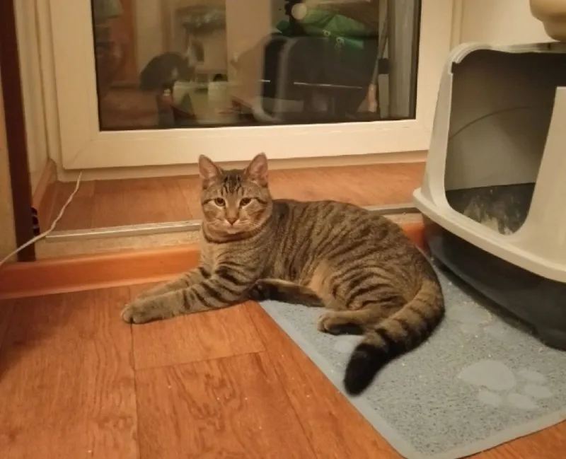 Lost brown cat in Saint Petersburg — identification photo, lost & found pet database Pathfinder