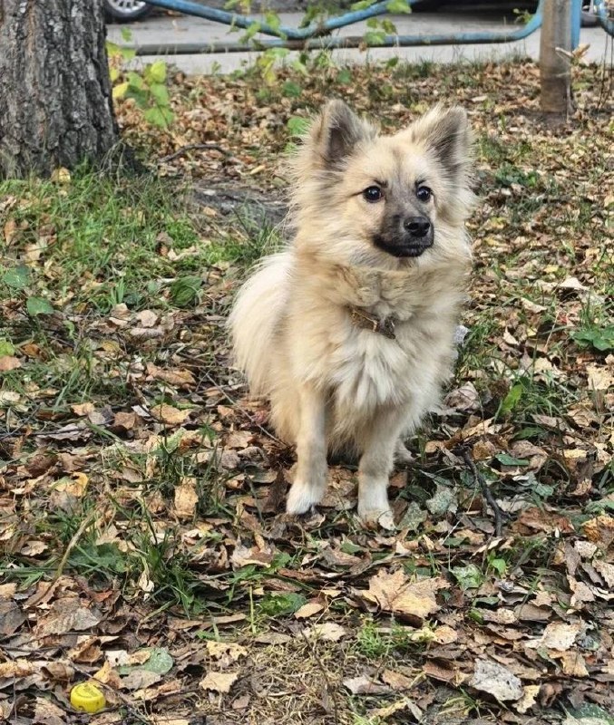 Found dog in Yekaterinburg — identification photo, lost & found pet database Pathfinder