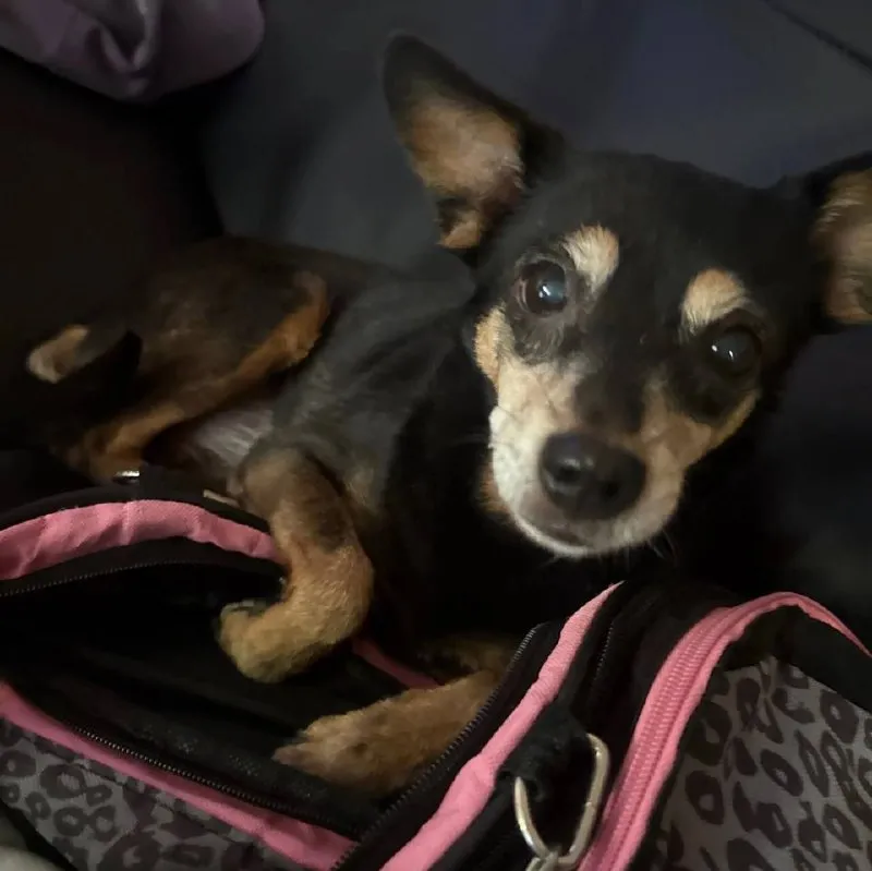 Lost brown dog in Gorelovo — identification photo, lost & found pet database Pathfinder