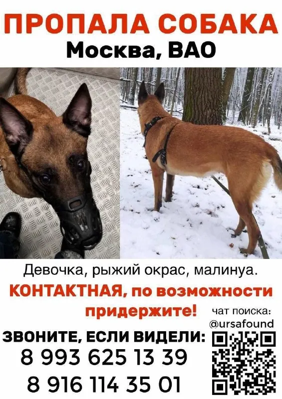 Lost cream dog, малинуа in Balashikha — identification photo, lost & found pet database Pathfinder