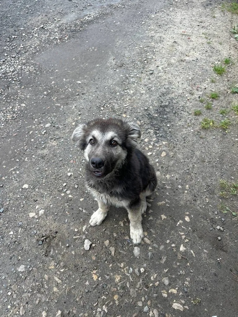 Found dog, метис in Chekhov — identification photo, lost & found pet database Pathfinder