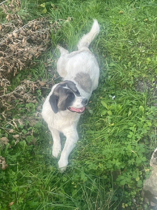 Found white dog in Malye Vyazemy — identification photo, lost & found pet database Pathfinder