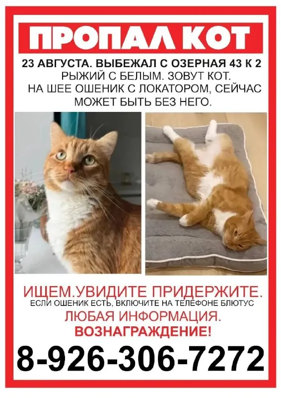 Lost white cat in Pervomayskoe — identification photo, lost & found pet database Pathfinder