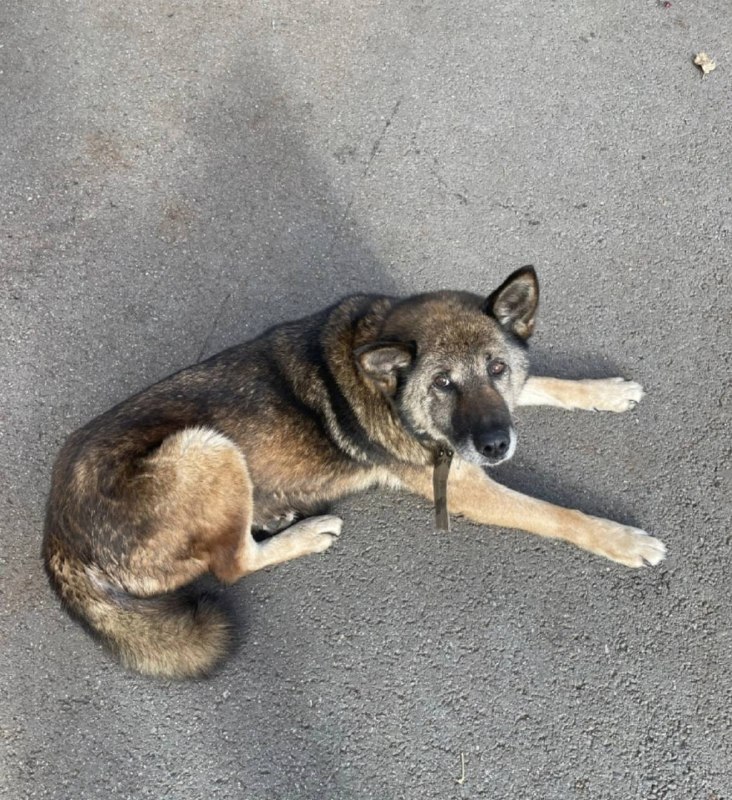 Lost fawn dog in Yekaterinburg — identification photo, lost & found pet database Pathfinder