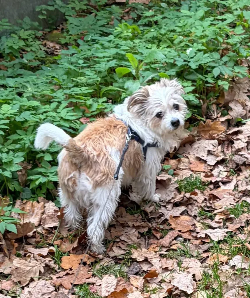 Lost white dog, метис in Podolsk — identification photo, lost & found pet database Pathfinder