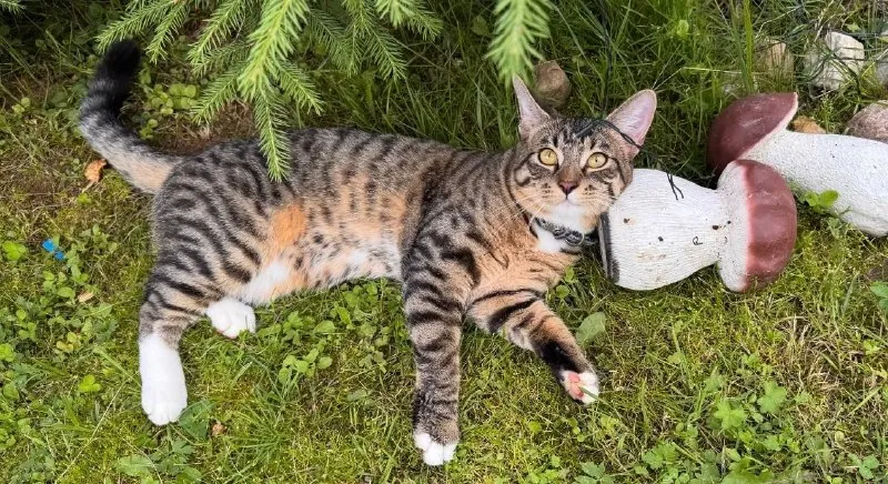 Lost white cat in Khorugvino — identification photo, lost & found pet database Pathfinder