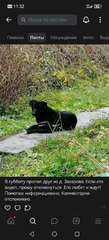 Lost black dog in Zakharovo — identification photo, lost & found pet database Pathfinder