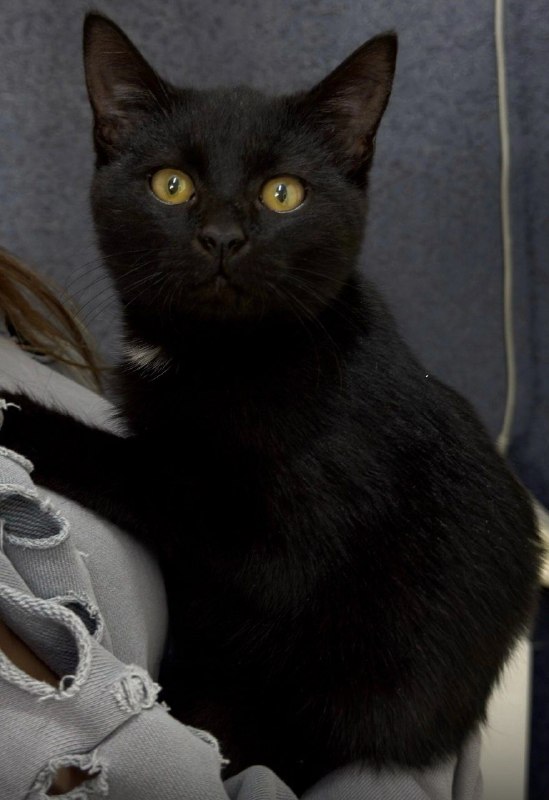Adoptable black cat in Volgograd — identification photo, lost & found pet database Pathfinder