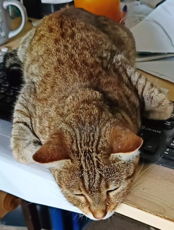 Lost cat in Krasnogorsk — identification photo, lost & found pet database Pathfinder