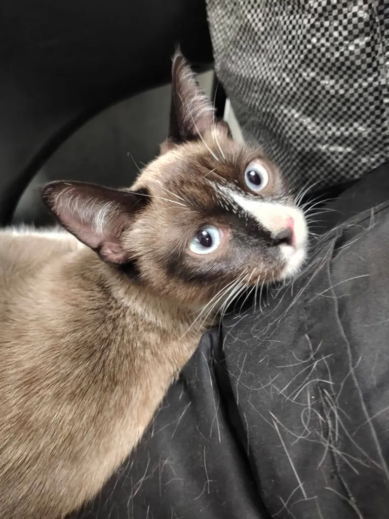 Found cat, сиамская in Lyubertsy — identification photo, lost & found pet database Pathfinder