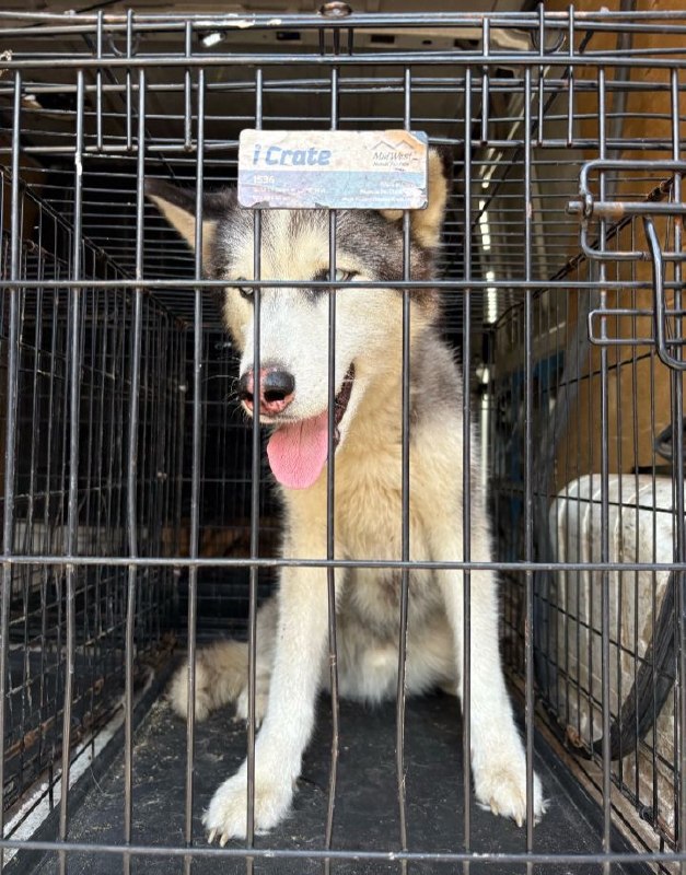 Found dog, хаски in Lyubertsy — identification photo, lost & found pet database Pathfinder