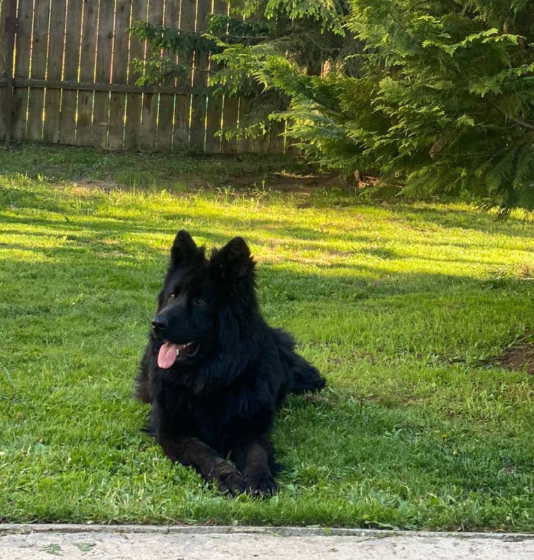 Lost black dog, немецкая овчарка in Vatutinki — identification photo, lost & found pet database Pathfinder