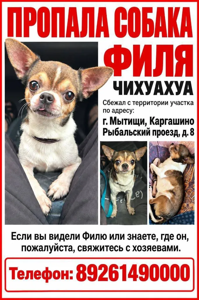 Lost dog, чихуахуа in Mytishchi — identification photo, lost & found pet database Pathfinder