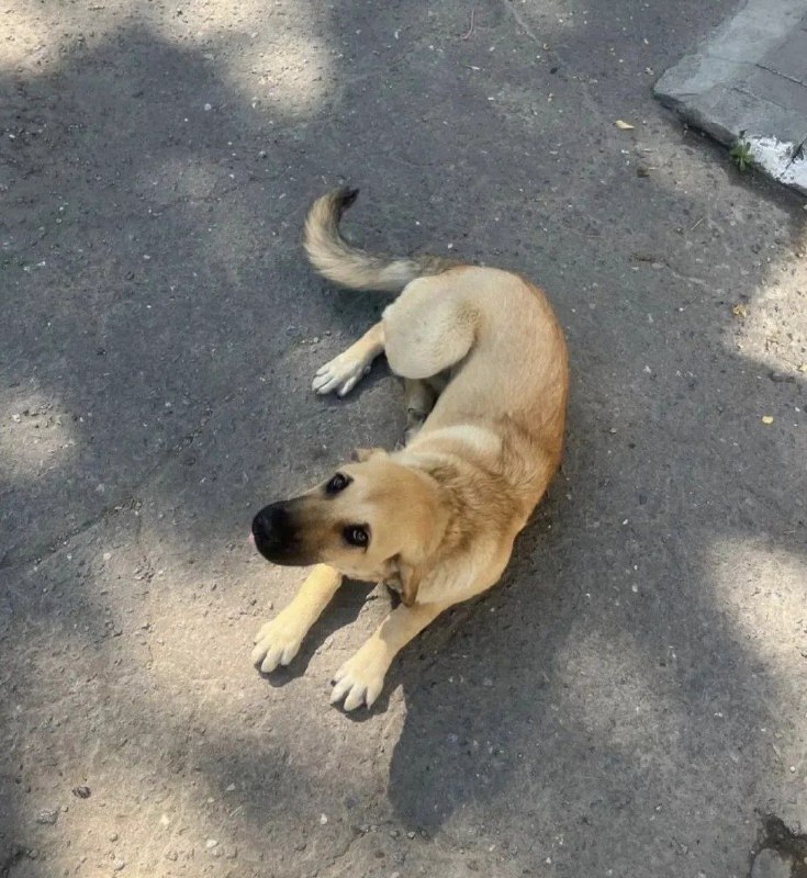 Lost fawn dog in Volgograd — identification photo, lost & found pet database Pathfinder