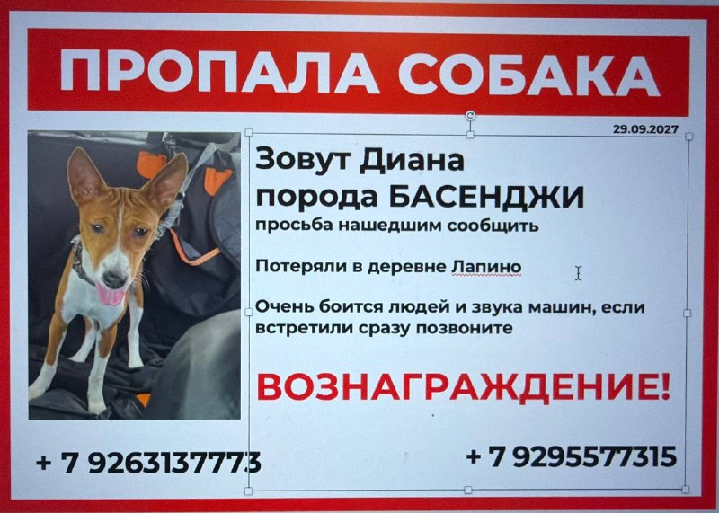 Lost white dog, басенджи in Lapino — identification photo, lost & found pet database Pathfinder