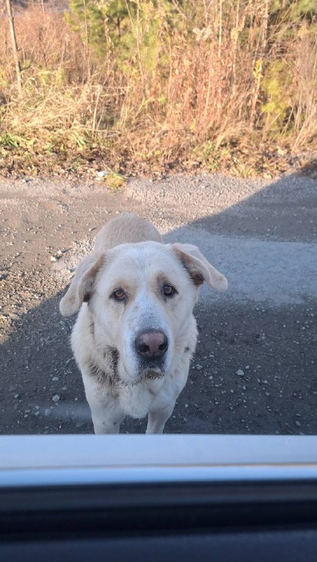 Found dog, алабай in Yekaterinburg — identification photo, lost & found pet database Pathfinder