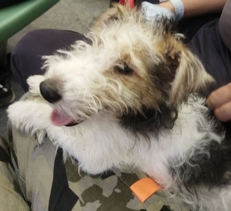Lost white dog, фокстерьер in Knyazhevo — identification photo, lost & found pet database Pathfinder