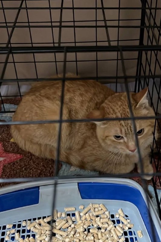 Lost ginger cat in Berezovskiy — identification photo, lost & found pet database Pathfinder